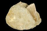 Mosasaur (Mosasaurus) Tooth In Rock - Morocco #179333-1